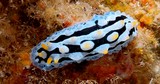 Phyllidia coelestis Phyllidie céleste Nouvelle-Calédonie nudibranche identification