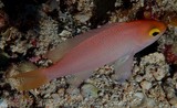 Pseudanthias engelhardi female Serranidae family New Caledonia fish collection