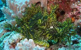 Rhinopias aphanes Lacy Sscorpionfish New Caledonia Yellow color