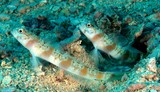 Amblyeleotris rubrimarginata Redmargin shrimpgoby New Caledonia fish lagoon reef