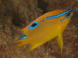 Neoglyphidodon polyacanthus Multispine damselfish New Caledonia lagoon fish reef blue spot juvenile