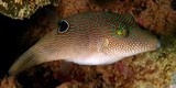 Canthigaster compressa fingerprint toby New Caledonia fish identification lagoon