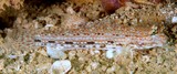 Istigobius decoratus decorated goby fish New Caledonia underwater picture