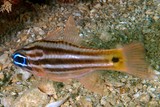 Ostorhinchus compressus Blue-eyed cardinal New Caledonia fish Apogoninae Subfamily
