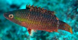 Oxycheilinus unifasciatus Tail-band maori wrasse subadult fish