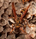 Polistes olivaceus New Caledonia Common Paper Wasp nest