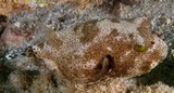 Arothron stellatus Stellate puffer juvenile New Caledonia