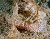 Inimicus caledonicus Caledonian stinger fish from New Caledonia