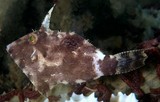 Paramonacanthus choirocephalus White-blotched filefish New Caledonia