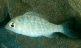 Lethrinus obsoletus Pigface bream New Caledonia posterior edge of the operculum is dark brown
