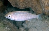 Lethrinus obsoletus Bossu d'herbe Nouvelle-Calédonie corps argenté, un long museau et des lèvres épaisses