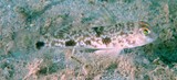 Yongeichthys nebulosus Hair-finned goby New Caledonia Margins of median fins black