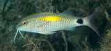 Parupeneus indicus Yellowspot goatfish New Caledonia Body greenish brown to reddish brown dorsally
