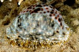 Cypraea tigris tiger cowry New Caledonia the glossy shell is large and heavy