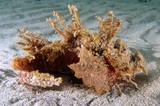 Inimicus caledonicus Actinopterygii Scorpaeniformes Scorpaenoidei Synanceiidae Choridactylinae Nouvelle-Calédonie