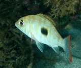 Lethrinus harak Black blotch emperor bream New Caledonia Mouth slightly protractile