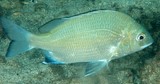Acanthopagrus akazakii Perche de mer de Nouvelle-Calédonie Brème calédonienne
