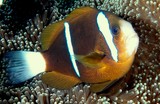 Amphiprion akindynos Poisson-clown brun de la barrière de corail Nouvelle-Calédonie aquarium lagoon reef