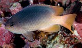 Chrysiptera caesifrons Greyback Damsel New Caledonia dark blue-grey adult fish