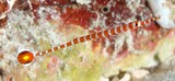 Dunckerocampus chapmani New Caledonian pipefish orange ring