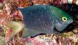 Stegastes lacrymatus demoiselle à points bleus Nouvelle-Calédonie guide identification poisson aquarium