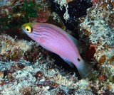 Cirrhilabrus lineatus Purplelined wrasse Nouvelle-Calédonie poisson du lagon Calédonien