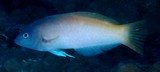 Halichoeres prosopeion Two-tone wrasse Labridae New Caledonia fish identification
