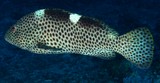 Epinephelus maculatus Blackfin cod New Caledonia Spotted grouper