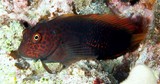 Cirripectes stigmaticus Red-streaked blenny New Caledonia Head and body dark brown with scarlet reticulum