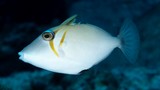 Sufflamen bursa boomerang triggerfish New Caledonia juvenile subadult