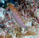 Suezichthys arquatus Rainbow slender wrasse New Caledonia Head with two slightly oblique blue bands