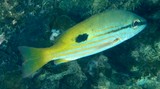 Lutjanus fulviflamma Black-spot sea perch New Caledonia Color of body on back and upper sides brown