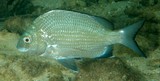 Acanthopagrus akazakii  Perche de mer de Nouvelle-Calédonie Brème calédonienne