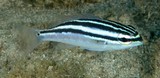 Scolopsis trilineata 三線眶棘鱸 新喀里多尼亞