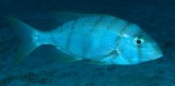 Gymnocranius oblongus new species of the subfamily Monotaxinae New Caledonia