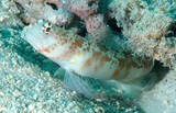 Amblyeleotris periophthalma Slender Shrimp Goby New Caledonia ed blotch on lower cheek just behind mouth