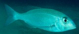 Gymnocranius superciliosus Bossu blanc à sourcil Nouvelle-Calédonie poisson Corps allongé