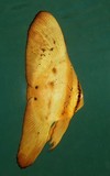 Platax orbicularis Poisson chauve-souris orbiculaire juvénile Nouvelle-Calédonie