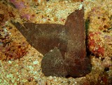 Ablabys taenianotus Tsumajiro-okoze New Caledonia considered dangerous to humans to to their venomous spines