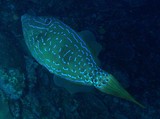 Aluterus scriptus Scribbled leatherjacket filefish New Caledonia rare fish