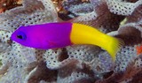 Pictichromis coralensis Bicoloured dottyback New Caledonia fish aquarium