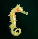 Hippocampus histrix juvenile Hippocampe hérissé Nouvelle-Calédonie
