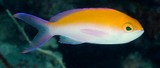 Nemanthias bicolor Yellow-backed basslet New Caledonia Male has two yellow-tipped filaments heading the dorsal fin