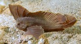 Ablabys taenianotus Cockatoo leaf-fish New Caledonia usually brown with a distinct white stripe along the leading edge of the dorsal fin