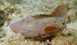 Ablabys taenianotus Cockatoo waspfish New Caledonia  long sail-like dorsal fin which originates above the eyes