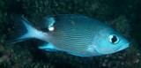 Lutjanus bohar Two-spot red snapper Juvenile New Caledonia Preopercular notch and knob moderately developed