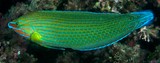 Halichoeres richmondi Labre de Richmond Nouvelle-Calédonie tête brune orangée et des lignes bleues qui forment comme une chaîne le long du corps