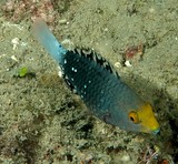 Scarus altipinnis Filament-finned parrotfish New Caledonia Juveniles have a yellow head and a striped to mottled body