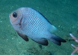 Dascyllus trimaculatus Three spot damselfish New Caledonia Geographic and behavioral color of adults variable