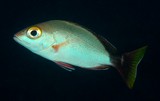 Lutjanus gibbus Humpbacked red snapper juvenile New Caledonia Body relatively deep